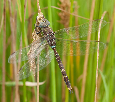 Adversaeschna brevistyla